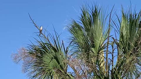 Mockingbird singing