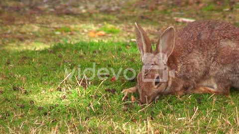 A cute bunny sits in the grass