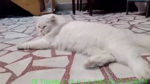 Persian tom #catvideooftheday #kitten #lovecats #playingcats #funnycat #cat #funnycatvideos #purr