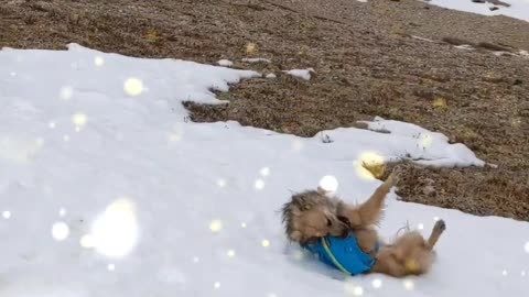 Snow fall Enjoying cute child with dogs