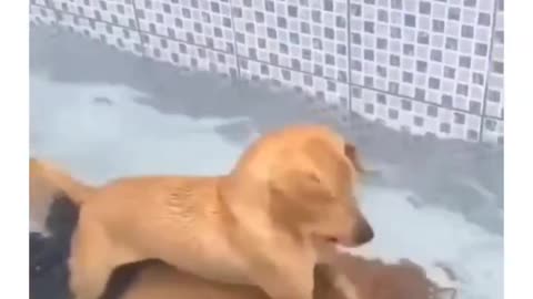 Funny dog bathing. When your dog catches you.