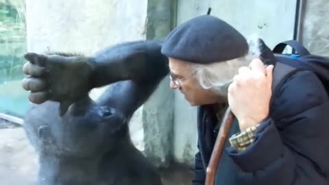 Conversation with gorilla by human- never seen- funny animal lovers