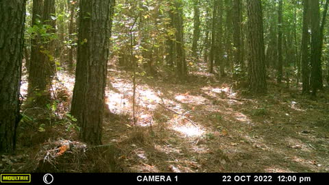 Trail Cam Video Bob Cat