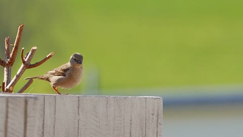 Sparrow jumps slow motion