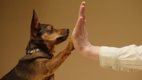 Cute dog giving High Five