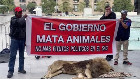 Dead lion protest surprises passersby in front of Chile's presidential palace