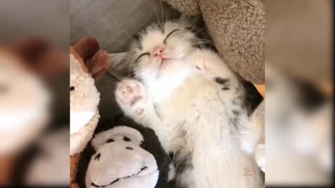 OMG So Cute Cats Best Funny Cat Videos