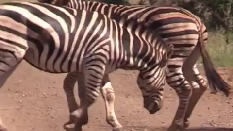 Watch Zebra having a argument at narional park soith africa#wildlife#animals#nature