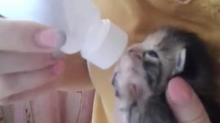 Feeding the little kitten abandoned by mom.