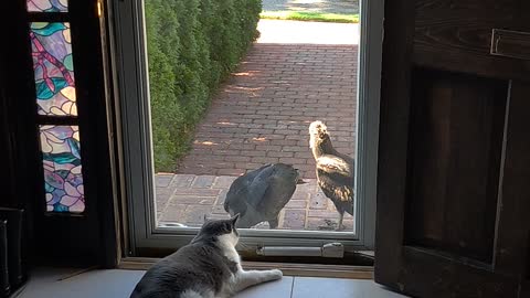 Turkey Vultures daily feeding