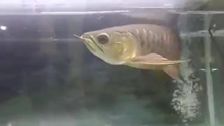 Arowana fish red tail golden