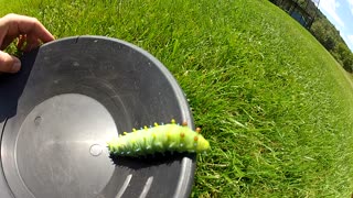 Gigantic caterpillar found in backyard