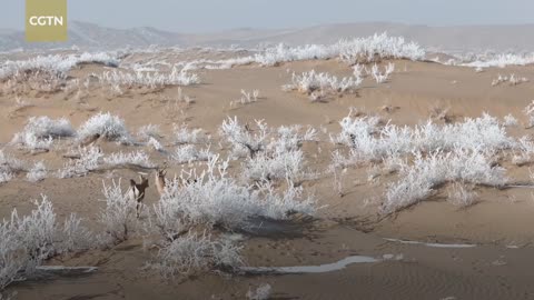 Groups of goitered gazelles or black tailed gazelles