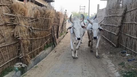 Village Lifestyle in India | Daily Life of Indian Girls in the Village | Indian Real Village Life