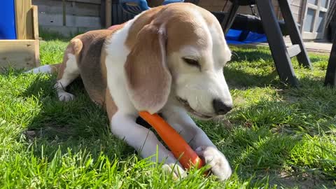 Boy vs Girl Dogs Wiener Challenge Beagles Louie & Marie