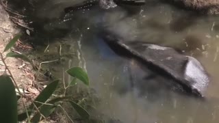 Sneaking Up on a Bathing Water Buffalo