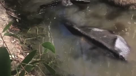 Sneaking Up on a Bathing Water Buffalo