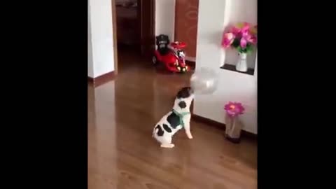 Dog heads the ball