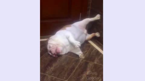 The dog is talking in his sleep very funny and cute video.