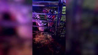 Circus animals rescued from fire on Indiana highway