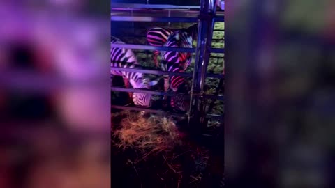 Circus animals rescued from fire on Indiana highway