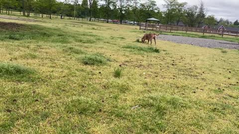 German Shepherd Attacks Pitbull [OFF LEASH DOG PARK]