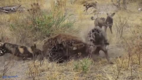 Discovery Wild Animals Fight- 2 Buffalo vs 10 Loin, Hyena & Wild Dogs Attack Deer, Baboon Tiger