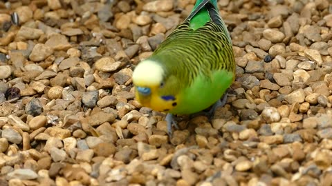 Budgerigar Bird Parrot