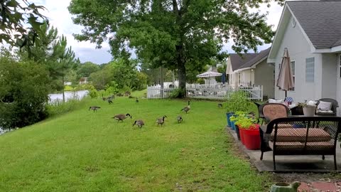 Backyard Canadian Geese & the Crepe Myrtle