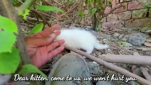 Homeless kittens crying out loud for Mother cat