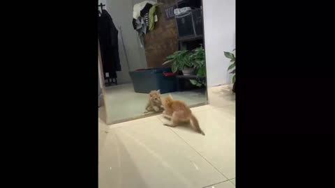 cat fighting with himself