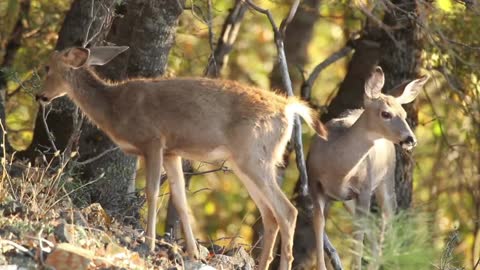 Cute deers in forest