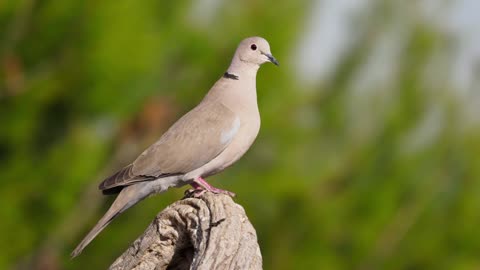 The Collared Dove: Close Up HD Footage (Streptopelia decaocto)