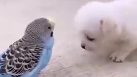 Funny animal videos || cute animal videos || Trending videos