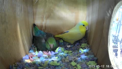Parrotlet chicks 1 day old in nest box