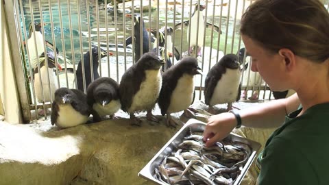 Rare Penguin Chick's Heartwarming Show With Mother
