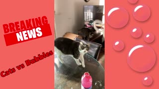 Cats vs Bubbles