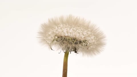 Dandelion time lapse flower to seedhead blowing away