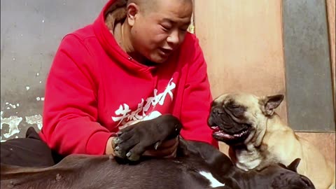 [Pet dog]Dogs are man’s most loyal friends[pug]Cute funny bulldog18