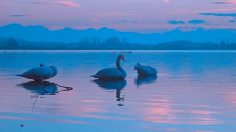 Beautiful view of ducks swimming 💝