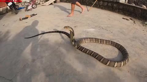 Black snake in house😮😮😮😮😮😮