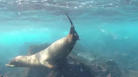 In the Galapagos Sea there are sea lions because the nature