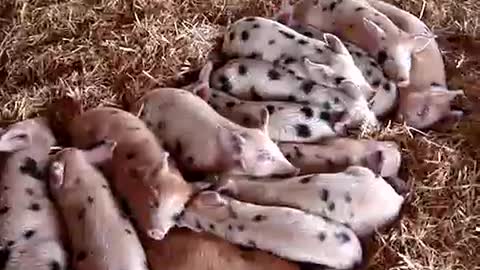 Sleeping piglets
