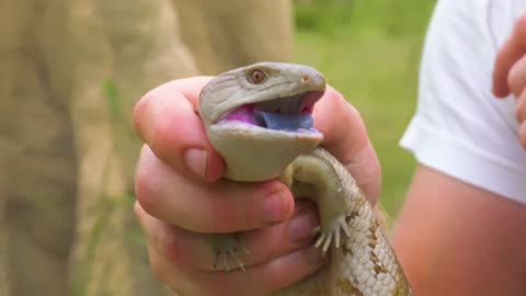 Why This Skink Has a Blue Tongue!