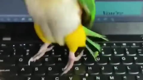 funny & cute parrot