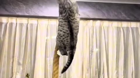 Beautiful stunt on cat in his room..😲😲😲