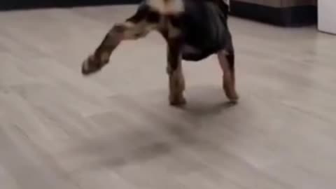 Happy puppy dancing