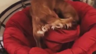 Perro intenta ponerse cómodo, tumba la silla completa