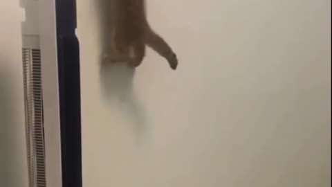 Let's go spidycat funny cat climbing the wall 🐈