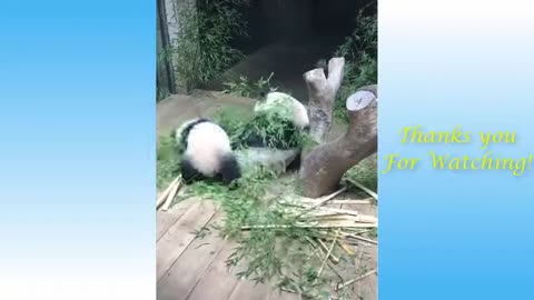 Funny animal videos
